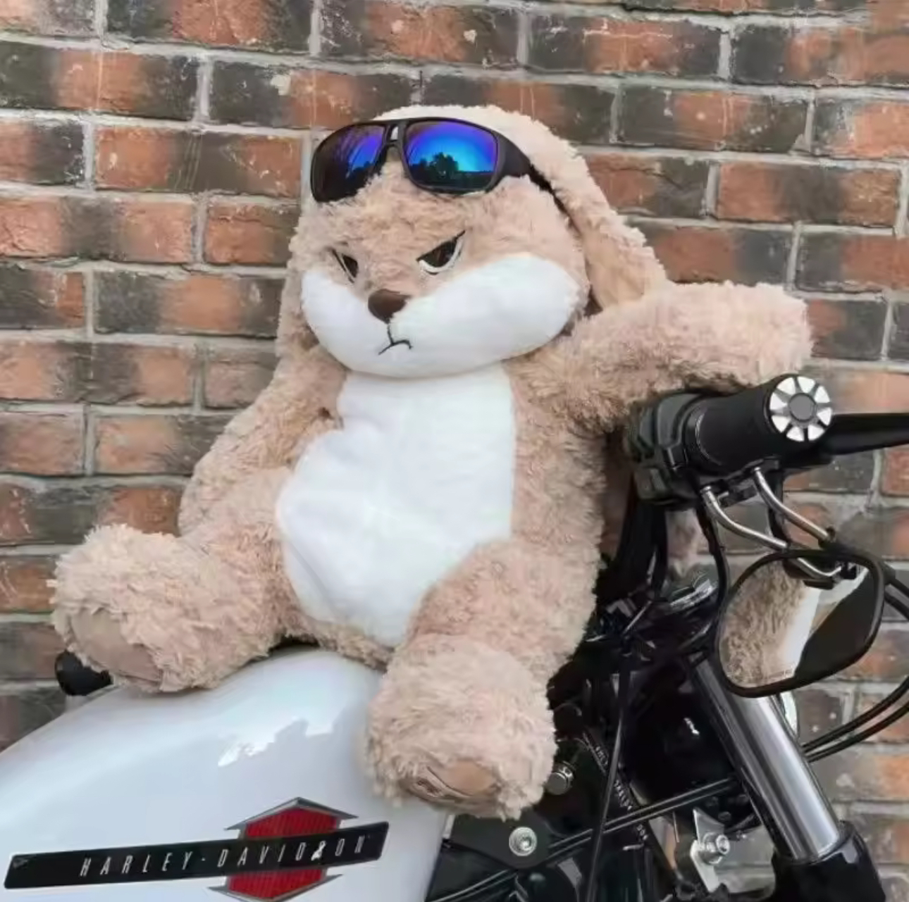 Large Size Angry Rabbit Teddy